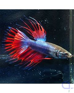 Kampffisch Crowntail - Red blue - Betta splendens *34