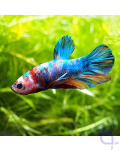Kampffisch Plakat - Blue Nemo - Betta splendens *41