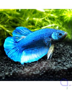 Kampffisch Plakat - King Blue - Betta splendens *11