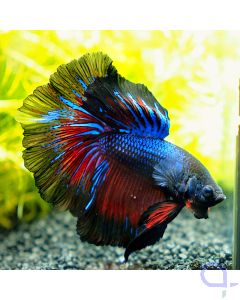 Kampffisch Halfmoon - Blue Stripe - Betta splendens *08