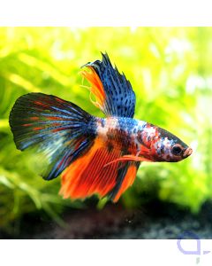 Kampffisch Halfmoon - Black Fin Nemo - Betta splendens *17