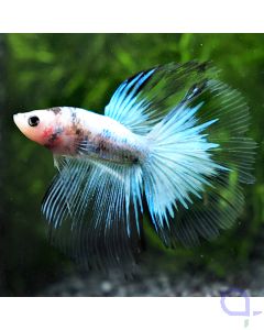 Kampffisch Halfmoon - Marble Cello - Betta splendens *23