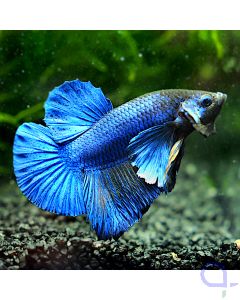 Kampffisch Plakat Dumbo - Mustard - Betta splendens *27