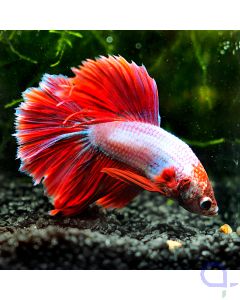 Kampffisch Halfmoon - Cambodian Red - Betta splendens *10
