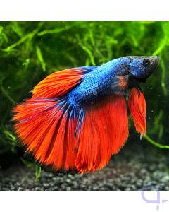 Kampffisch Halfmoon - Bicolor - Betta splendens *24
