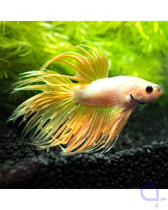Kampffisch Crowntail - Light Peach - Betta splendens *03