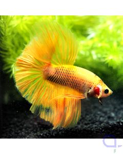 Kampffisch Halfmoon - Gold - Betta splendens *15