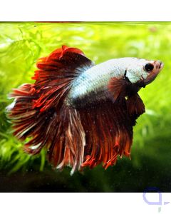 Kampffisch Halfmoon - Dragon - Betta splendens *14