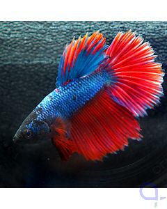 Kampffisch Halfmoon - Blau Rot - Betta splendens *10