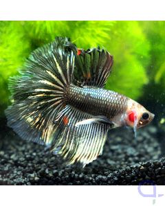 Kampffisch Halfmoon - Silver Red Spot - Betta splendens *30
