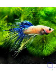 Kampffisch Crowntail - Blue Yellow - Betta splendens *04