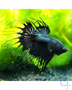 Kampffisch Crowntail - Black Orchid - Betta splendens *11