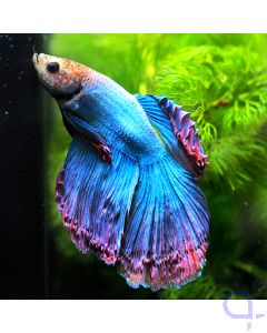 Kampffisch Halfmoon - Red glow Blue - Betta splendens *07
