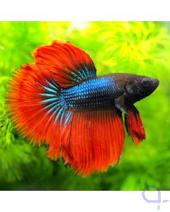Kampffisch Halfmoon - Blau Rot - Betta splendens *08