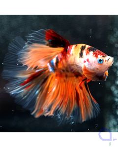 Kampffisch Halfmoon - Koi - Betta splendens *03