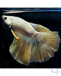 Kampffisch Halfmoon - Golden - Betta splendens *19