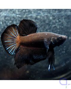 Kampffisch Plakat - Black - Betta splendens *30