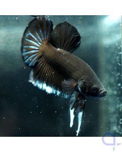 Kampffisch Plakat - Black Stripe- Betta splendens *22