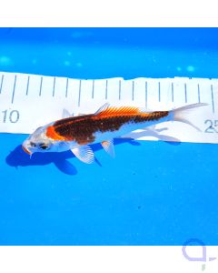 Hosokai Tosai Koi 14cm 