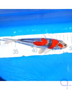 Hosokai Tosai Koi 17cm 