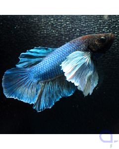 Kampffisch Plakat Dumbo - White Ear - Betta splendens *11