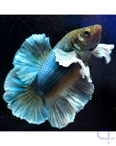 Kampffisch Plakat Dumbo - Blue - Betta splendens *13