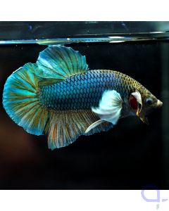 Kampffisch Plakat Dumbo - Blue White - Betta splendens *09