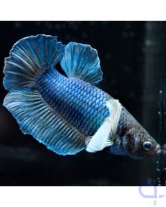 Kampffisch Plakat Dumbo - Blue - Betta splendens *24