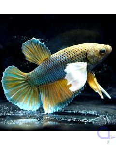 Kampffisch Plakat Dumbo - Gold Blau - Betta splendens *25