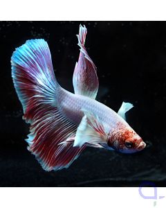 Kampffisch Halfmoon Dumbo - Weiß Rot - Betta splendens *14