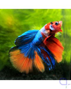 Kampffisch Halfmoon - Blue Nemo - Betta splendens *59