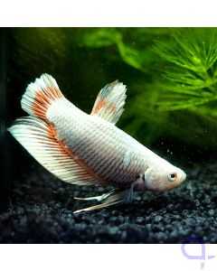 Kampffisch Plakat - Snow Dragon - Betta splendens *55