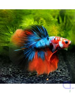 Kampffisch Halfmoon - Nemo Blue - Betta splendens *52