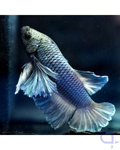 Kampffisch Plakat Dumbo - Silber - Betta splendens *09
