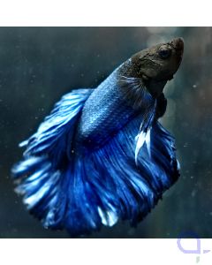 Kampffisch Halfmoon - Blau Schwarz - Betta splendens *28