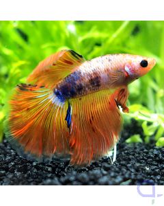 Kampffisch Halfmoon - Peach Koi - Betta splendens