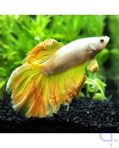 Kampffisch Halfmoon - Lemon - Betta splendens *32