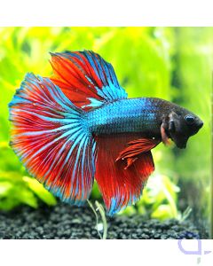 Kampffisch Halfmoon - Blue Stripe - Betta splendens *33