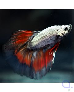 Kampffisch Halfmoon - Red Copper - Betta splendens *30