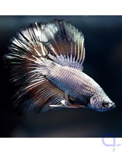 Kampffisch Halfmoon - Copper - Betta splendens *21