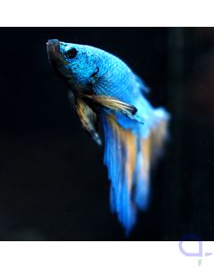 Kampffisch Halfmoon - Mustard Blue - Betta splendens *20