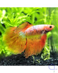 Kampffisch Halfmoon - Peach *35