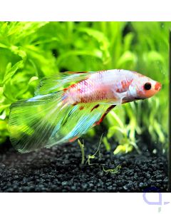 Kampffisch Halfmoon - Rose Koi - Betta splendens