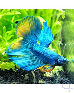 Kampffisch Halfmoon - Blue Mustard - Betta splendens *37