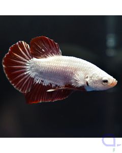 Kampffisch Plakat Dragon - Rot Weiß - Betta splendens *23