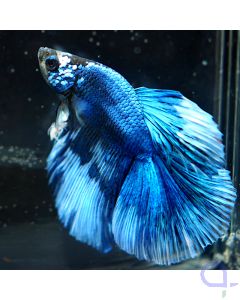 Kampffisch Halfmoon - Blau - Betta splendens *08