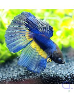 Kampffisch Halfmoon - Mustard Tiger - Betta splendens - Ansicht