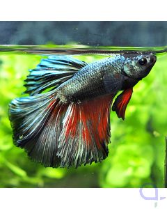 Kampffisch Halfmoon - Silver Red - Betta splendens