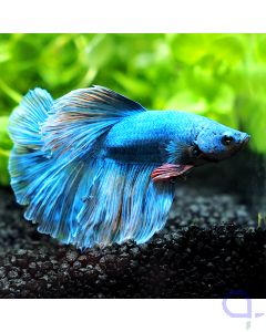 Kampffisch Halfmoon - Bubblegum - Betta splendens *11