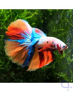 Kampffisch Halfmoon - Fancy Nemo - Betta splendens *61